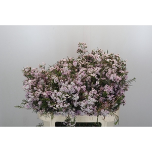 Chamelaucium Dancing Queen