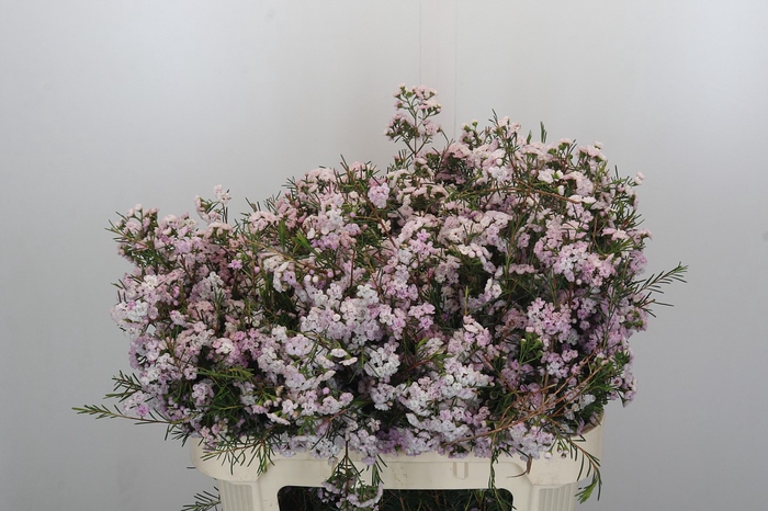 <h4>Chamelaucium Dancing Queen</h4>
