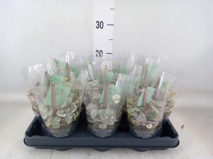 <h4>Ceropegia woodii 'Variegata'</h4>