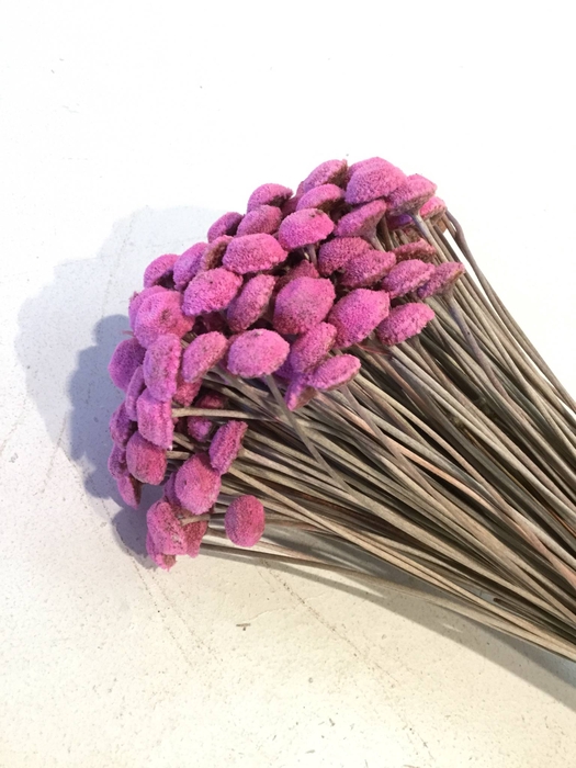 DRIED FLOWERS - KNOPBLOEMEN KLEIN LIGHTPINK 100GR