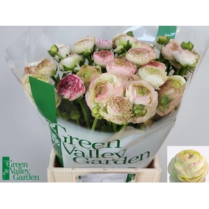 RAN AAZUR PINK STRIPE 50 GR.