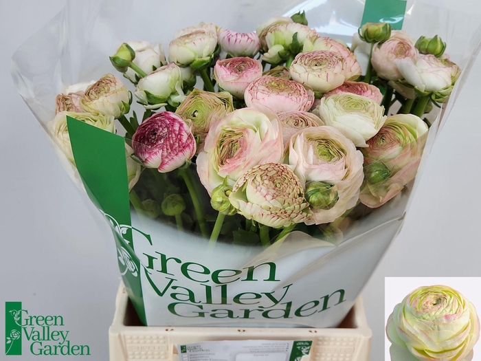 <h4>RAN AAZUR PINK STRIPE 50 GR.</h4>