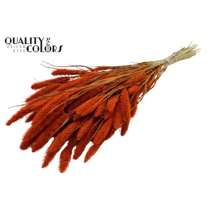 <h4>Setaria per bunch Orange</h4>