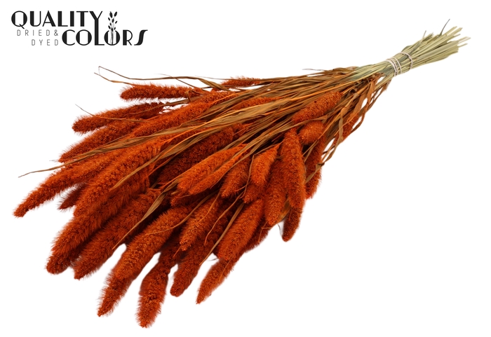 <h4>Setaria per bunch Orange</h4>