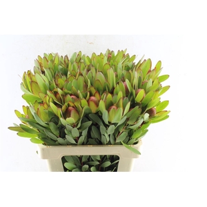 Leucad Saf Goldstrik Berry Xl