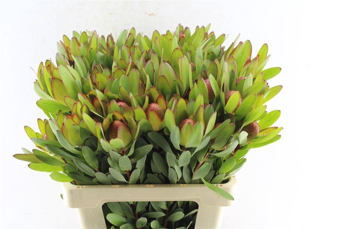 <h4>Leucad Saf Goldstrik Berry Xl</h4>