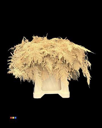 <h4>Asp 1e Apricot</h4>