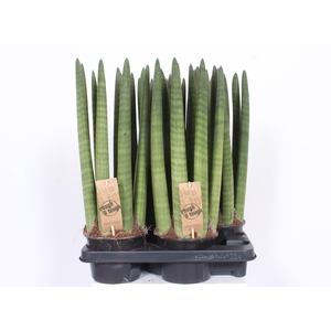 Sansevieria Straight