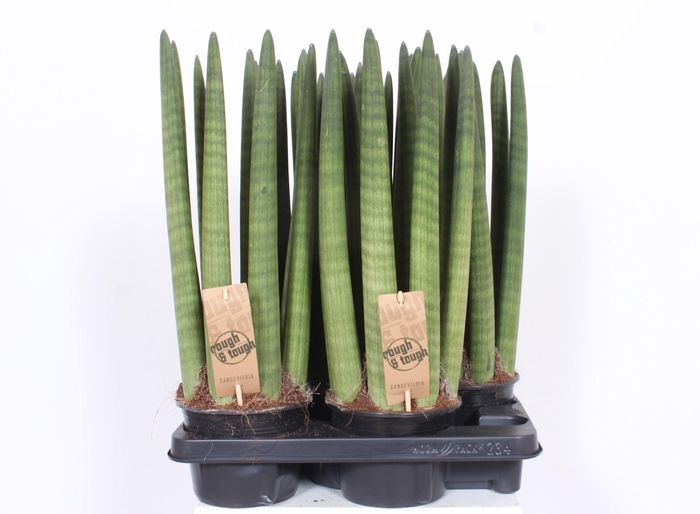 <h4>Sansevieria Straight</h4>
