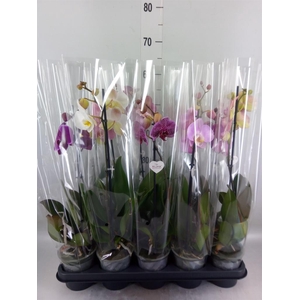 Phalaenopsis   ...mix  5