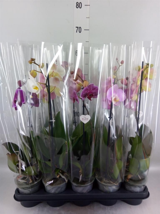 <h4>Phalaenopsis   ...mix  5</h4>