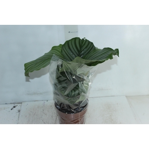 CALATHEA ORBIFOLIA P17