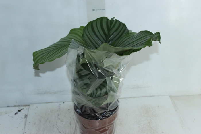 <h4>CALATHEA ORBIFOLIA P17</h4>