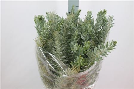 <h4>Acacia Luna Argenta 250 Gram</h4>