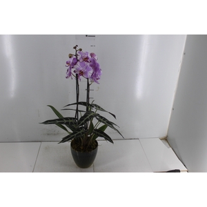 COQ. PLANTAS ORN. T5