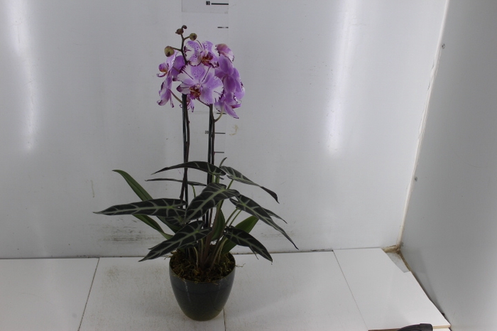 COQ. PLANTAS ORN. T5