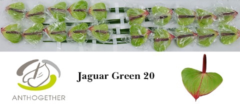 <h4>Anthurium Jaguar Green</h4>