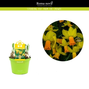 Narcissus Jetfire 12cm