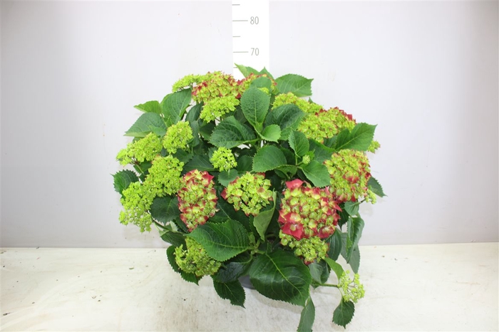 <h4>Hydrangea Macr Hot Red 25-30</h4>
