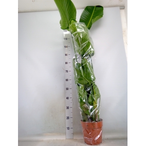 Strelitzia nicolai