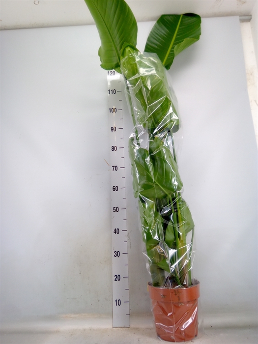 <h4>Strelitzia nicolai</h4>