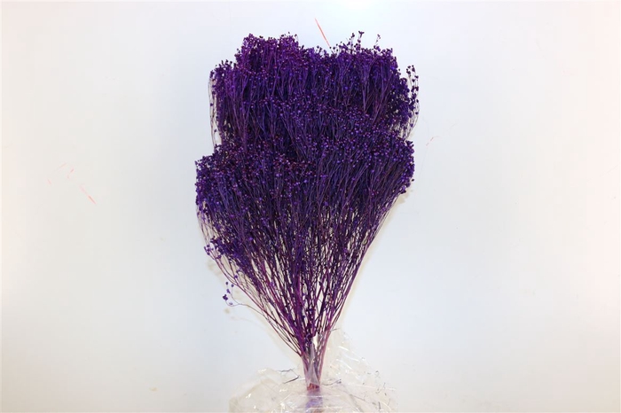 Dried Broom Bloom Violet Bunch Poly