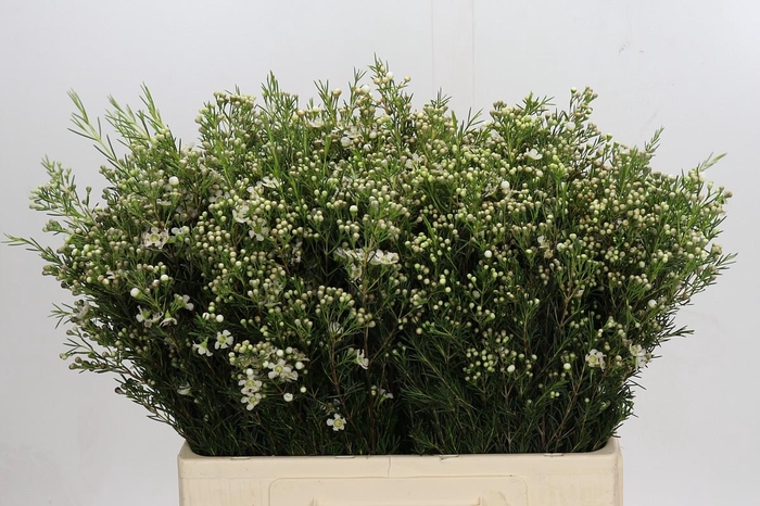 Chamelaucium Jupiter Moon