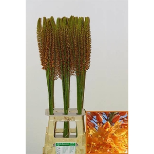 Eremurus Golden Cleopatra Buitenmeer