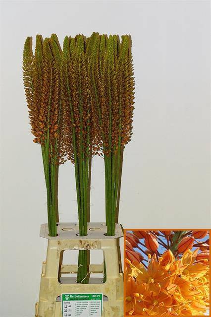 <h4>Eremurus Golden Cleopatra Buitenmeer</h4>