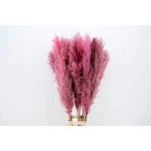 DF Pampas 130cm L.Pink