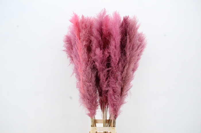 <h4>DF Pampas 130cm L.Pink</h4>