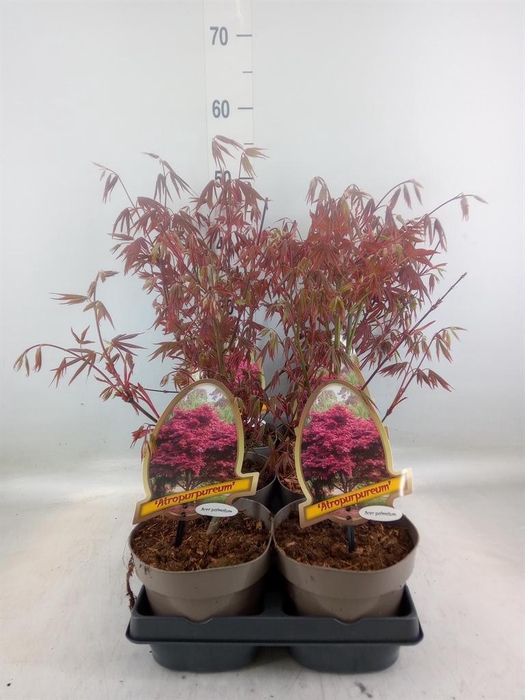 <h4>Acer palmatum</h4>