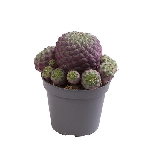 <h4>SULCOREBUTIA RAUSCHII P5.5</h4>