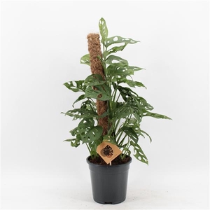 Monstera obliqua 'Monkey Mask'