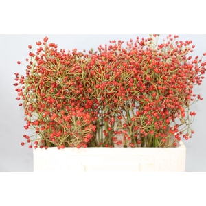 ROSA RB 'PRINSBERRY RED'