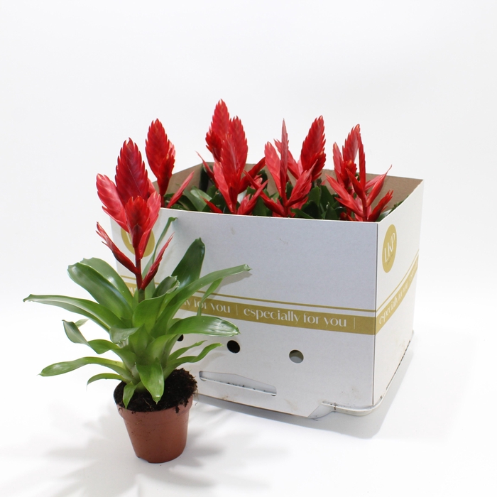 <h4>VRIES TWINKLE</h4>