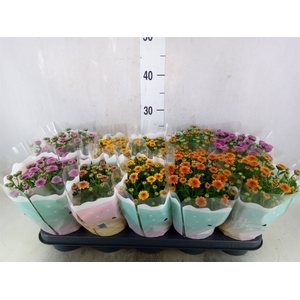 Chrysanthemum  'Jellyfish'   ...mix