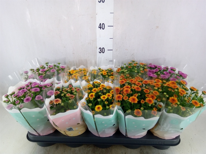 <h4>Chrysanthemum  'Jellyfish'   ...mix</h4>