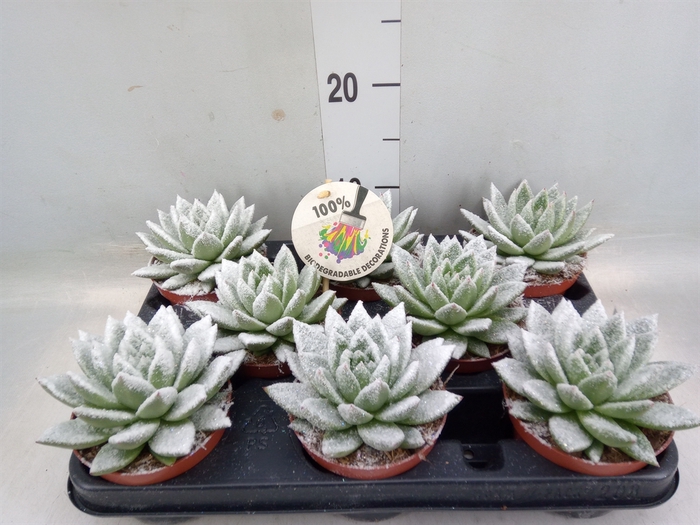 <h4>Echeveria  'Miranda'</h4>