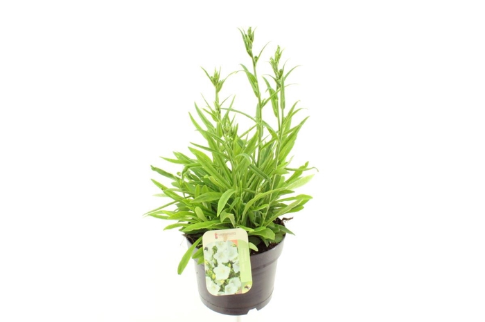 <h4>Campanula persicifolia Takion White</h4>