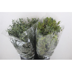 Euca Parvifolia Short 150gr P Bunch
