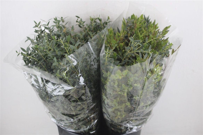 <h4>Euca Parvifolia Short 150gr P Bunch</h4>