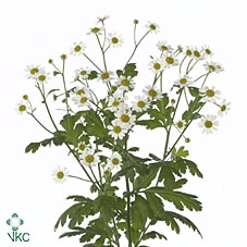 <h4>Tanacetum Single Vegmo</h4>