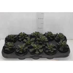 SUCULENTAS ADROMISCHUS COOPERI P11