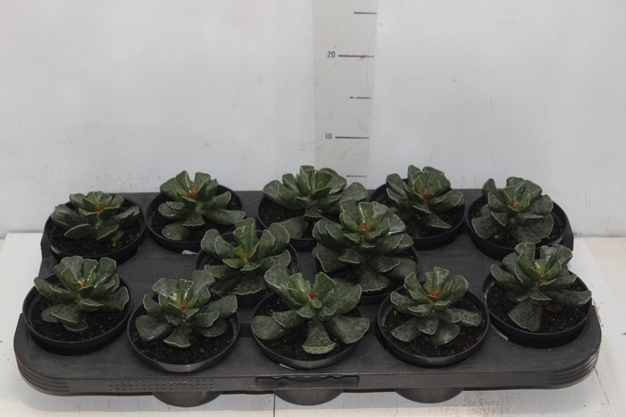 SUCULENTAS ADROMISCHUS COOPERI P11