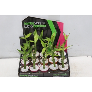 DRACENA LUCKY BAMBOO P06