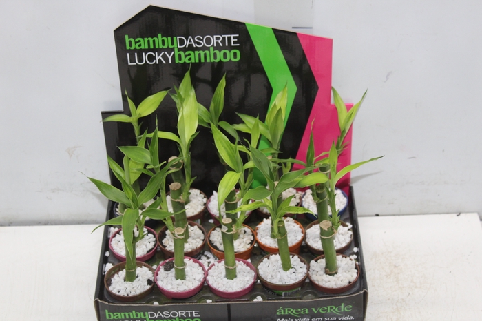 DRACENA LUCKY BAMBOO P06