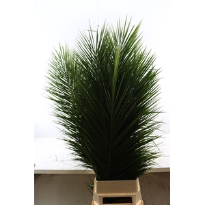 Phoenix Roebelinii Xl