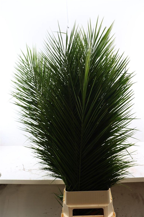 <h4>Phoenix Roebelinii Xl</h4>