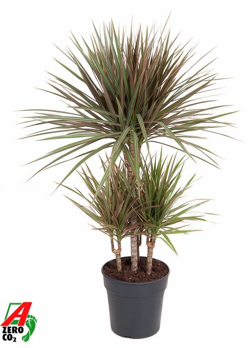 Dracaena Bicolor